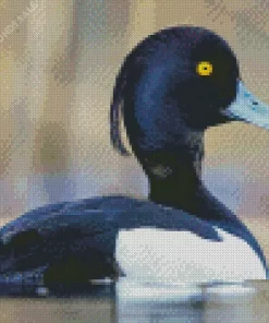 Tufted Duck Diamond Painting