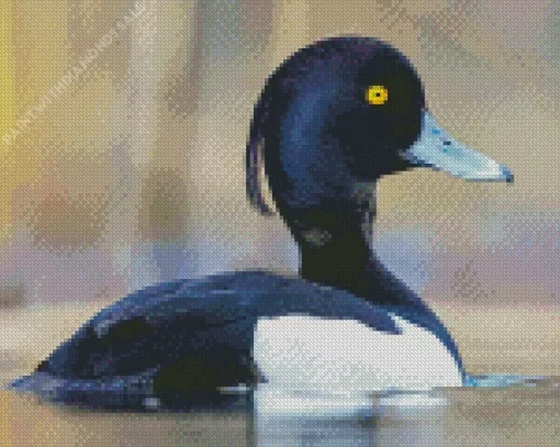 Tufted Duck Diamond Painting