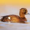 Tufted Duck Bird Diamond Painting