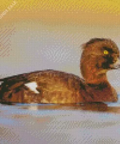 Tufted Duck Bird Diamond Painting