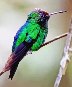 Violet Capped Hummingbird Diamond Painting