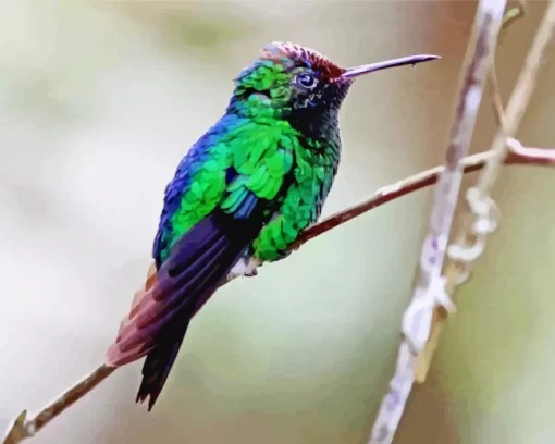 Violet Capped Hummingbird Diamond Painting