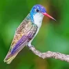 Violet Crowned Hummingbird Diamond Painting