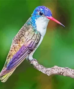 Violet Crowned Hummingbird Diamond Painting