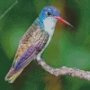 Violet Crowned Hummingbird Diamond Painting