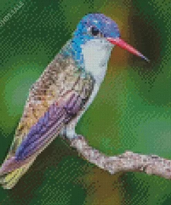 Violet Crowned Hummingbird Diamond Painting