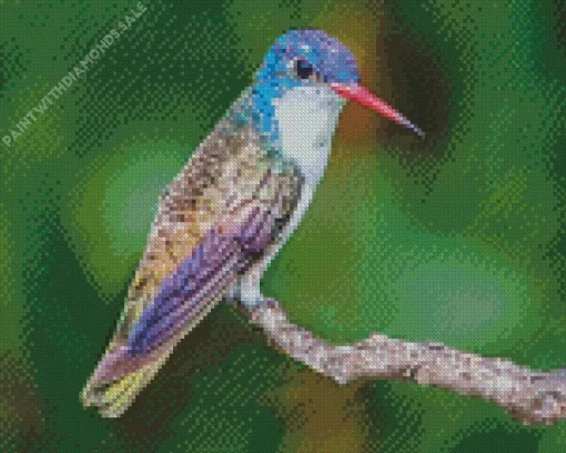 Violet Crowned Hummingbird Diamond Painting