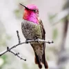 Aesthetic Annas Hummingbird Diamond Painting