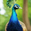 Aesthetic Peacock Diamond Painting