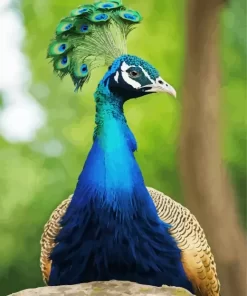 Aesthetic Peacock Diamond Painting