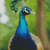 Aesthetic Peacock Diamond Painting