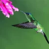 Aesthetic Violet Capped Hummingbird Diamond Painting