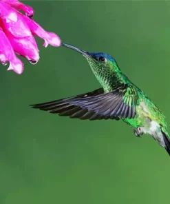 Aesthetic Violet Capped Hummingbird Diamond Painting