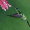 Aesthetic Violet Capped Hummingbird Diamond Painting