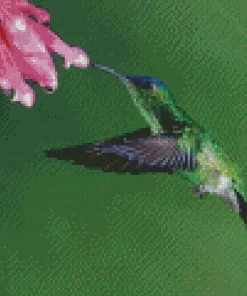 Aesthetic Violet Capped Hummingbird Diamond Painting