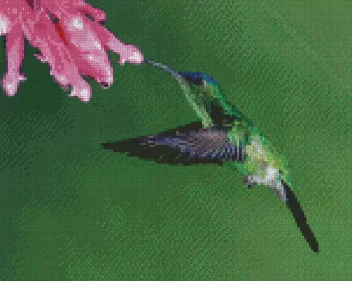 Aesthetic Violet Capped Hummingbird Diamond Painting