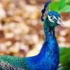 Aesthetic Indian Peafowl Diamond Painting