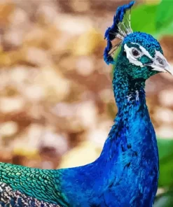 Aesthetic Indian Peafowl Diamond Painting