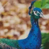 Aesthetic Indian Peafowl Diamond Painting