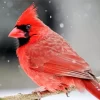 Aesthetic Northern Cardinal Diamond Painting