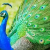 Aesthetic Peacock Bird Diamond Painting