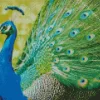 Aesthetic Peacock Bird Diamond Painting