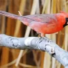 Aesthetic Pyrrhuloxia Cardinal Bird Diamond Painting