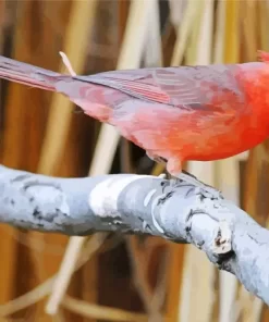 Aesthetic Pyrrhuloxia Cardinal Bird Diamond Painting