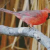 Aesthetic Pyrrhuloxia Cardinal Bird Diamond Painting