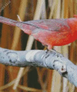 Aesthetic Pyrrhuloxia Cardinal Bird Diamond Painting