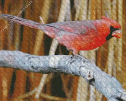 Aesthetic Pyrrhuloxia Cardinal Bird Diamond Painting