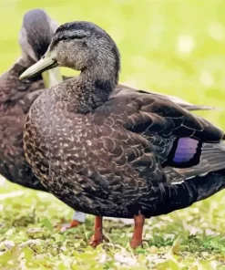 American Black Duck Couple Diamond Painting