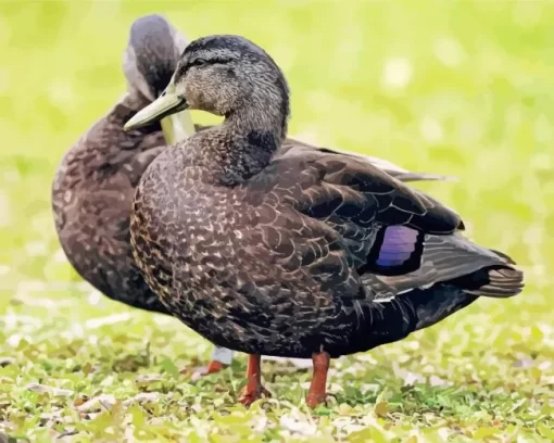 American Black Duck Couple Diamond Painting