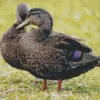 American Black Duck Couple Diamond Painting