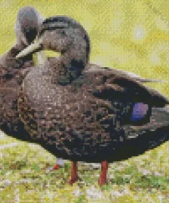 American Black Duck Couple Diamond Painting