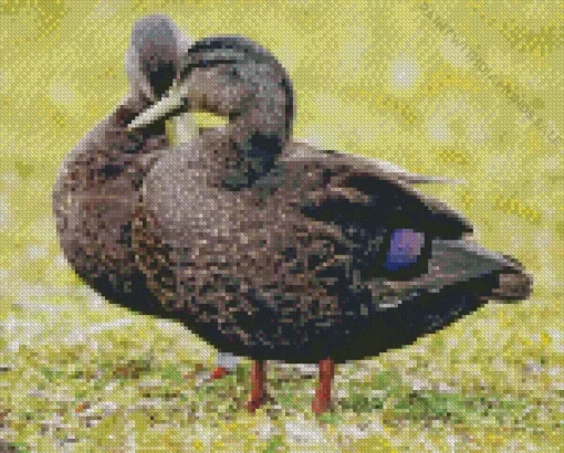 American Black Duck Couple Diamond Painting