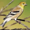 American Goldfinch Diamond Painting