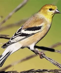 American Goldfinch Diamond Painting