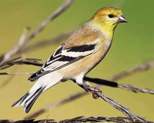 American Goldfinch Diamond Painting