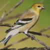 American Goldfinch Diamond Painting