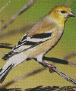 American Goldfinch Diamond Painting