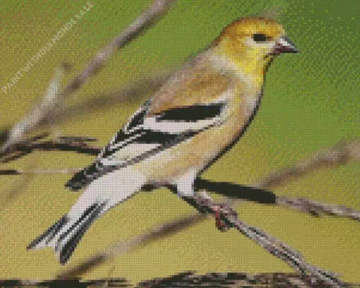 American Goldfinch Diamond Painting