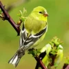 American Goldfinch Bird Diamond Painting