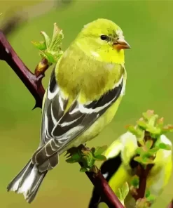 American Goldfinch Bird Diamond Painting