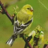 American Goldfinch Bird Diamond Painting