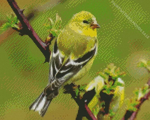 American Goldfinch Bird Diamond Painting