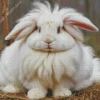 Angora Rabbit Diamond Painting