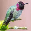 Annas Hummingbird Diamond Painting