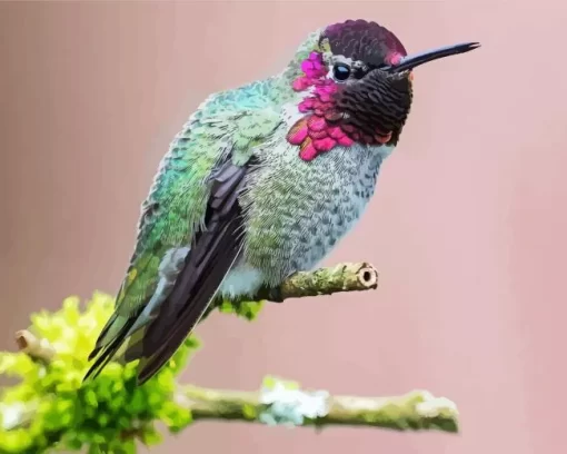 Annas Hummingbird Diamond Painting