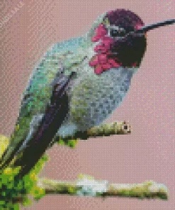 Annas Hummingbird Diamond Painting